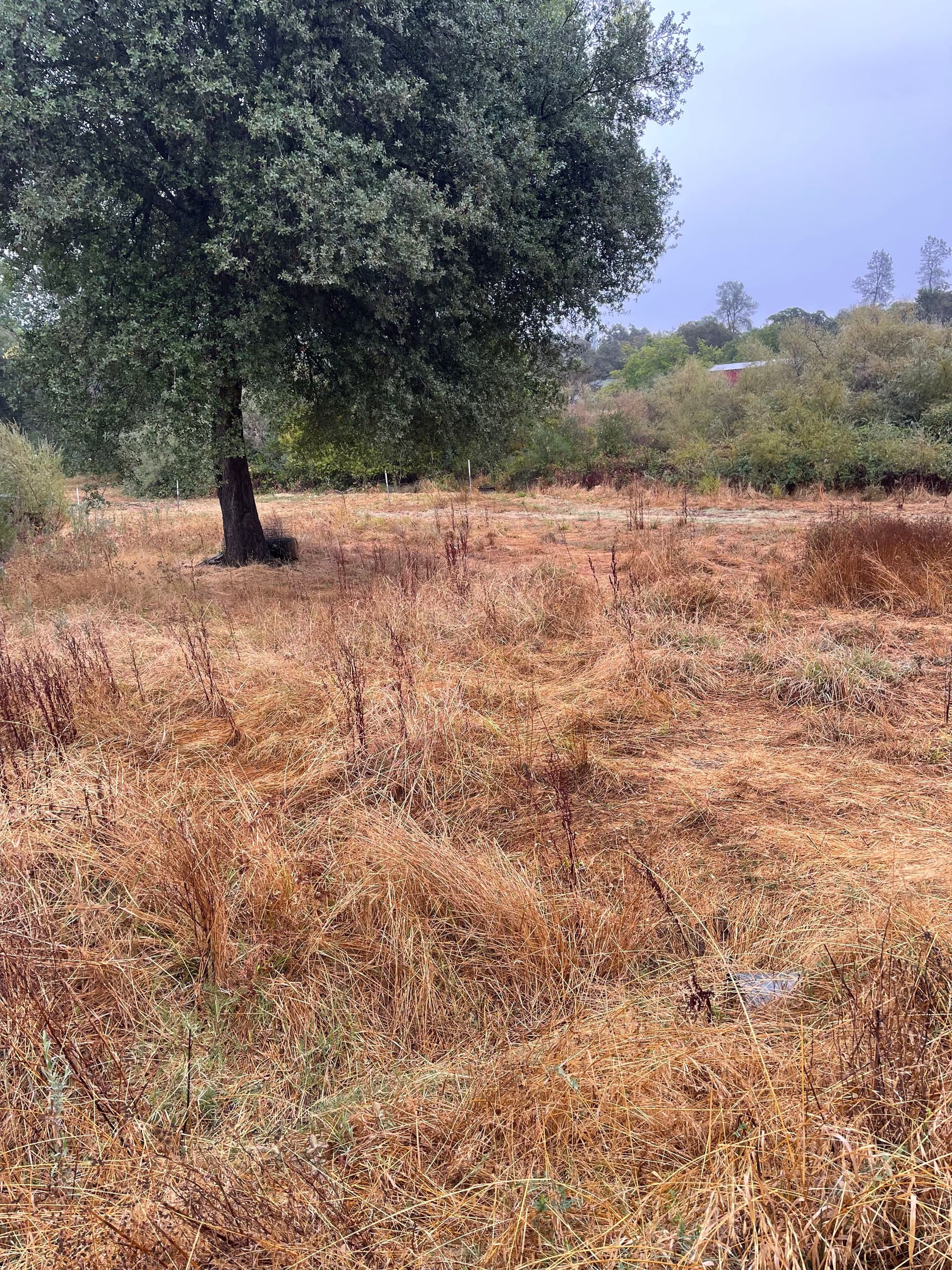 Gallery photos for Clearing for Safety with Precision in Oroville: Image #4