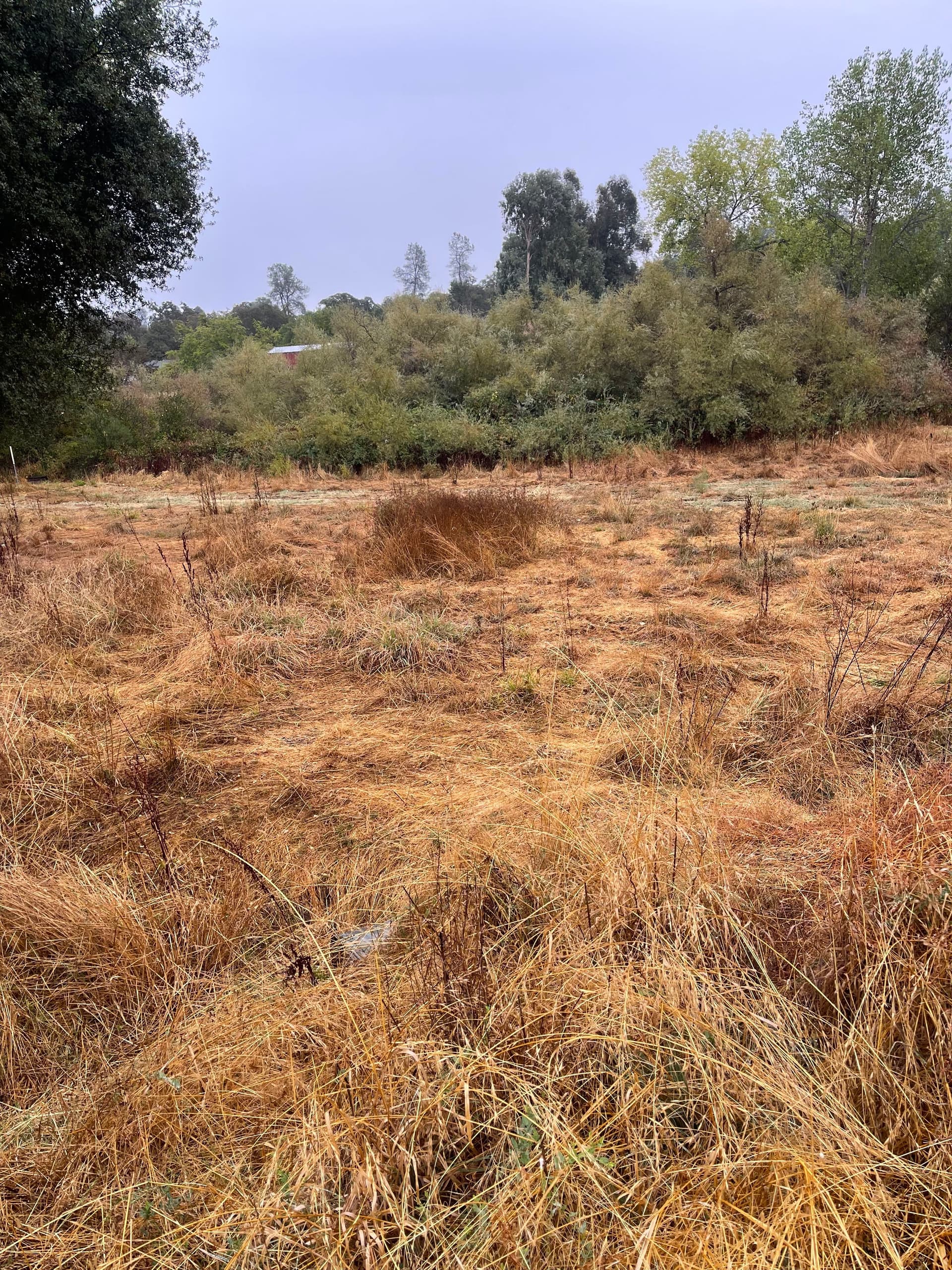 Gallery photos for Clearing for Safety with Precision in Oroville: Image #11