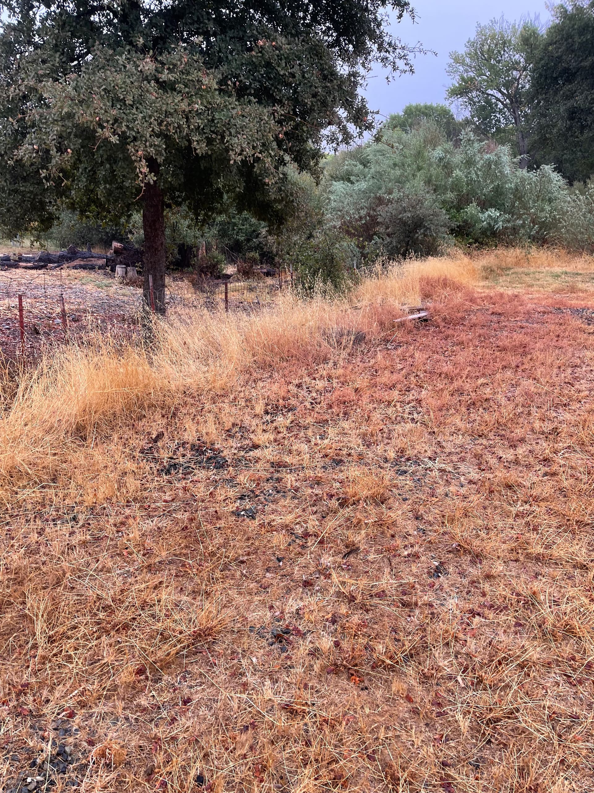 Gallery photos for Clearing for Safety with Precision in Oroville: Image #13