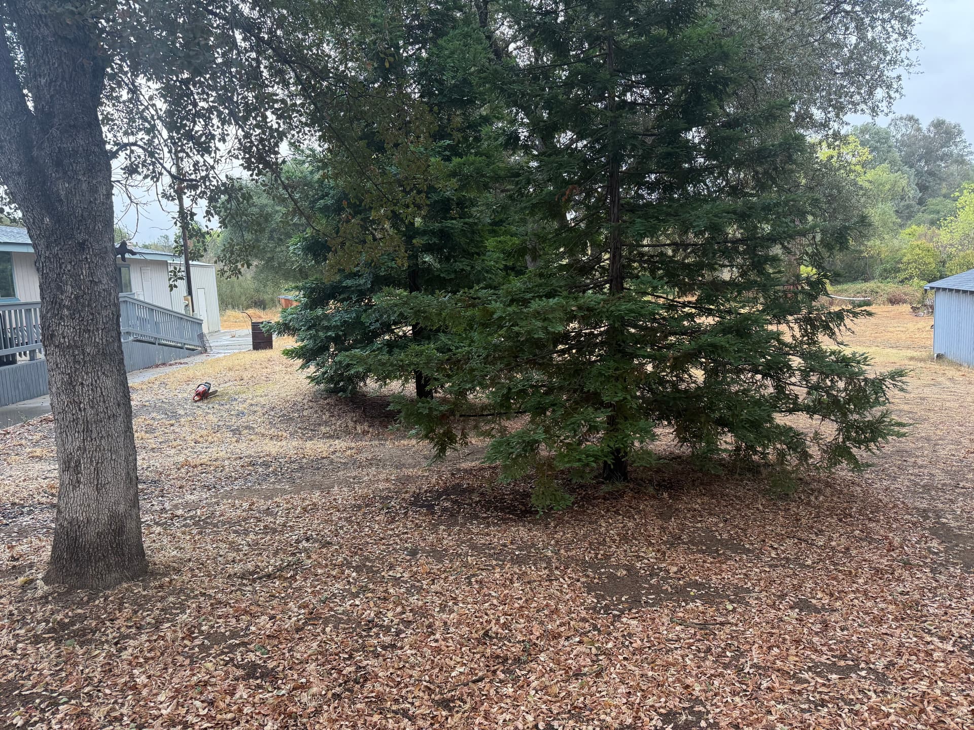 Gallery photos for Clearing for Safety with Precision in Oroville: Image #16