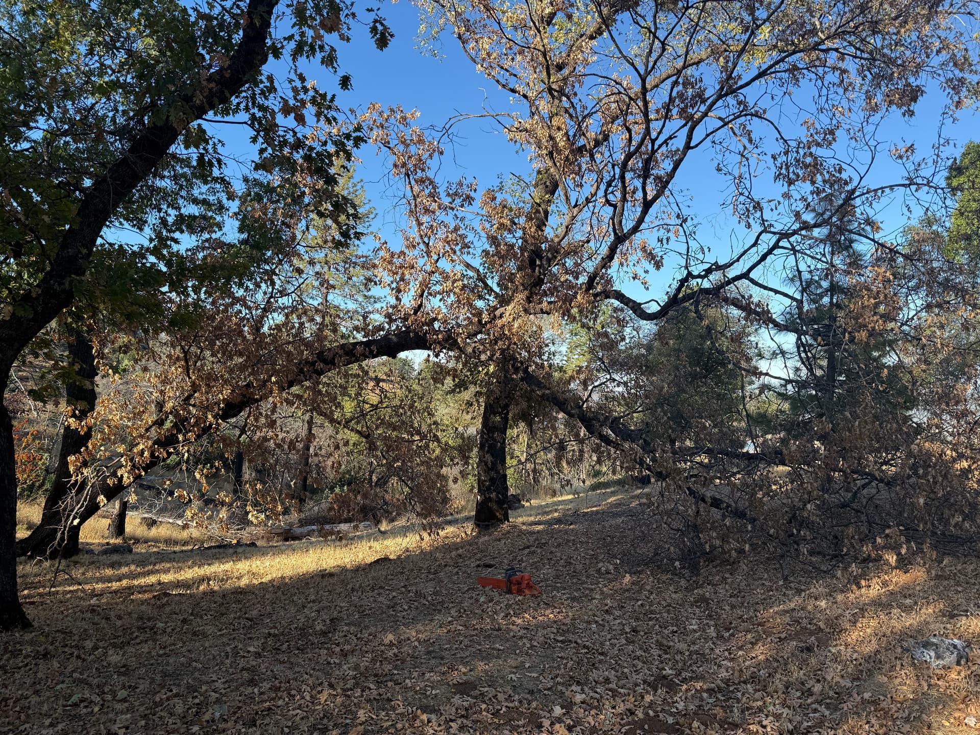 Gallery photos for Clearing for Safety with Precision in Oroville: Image #17
