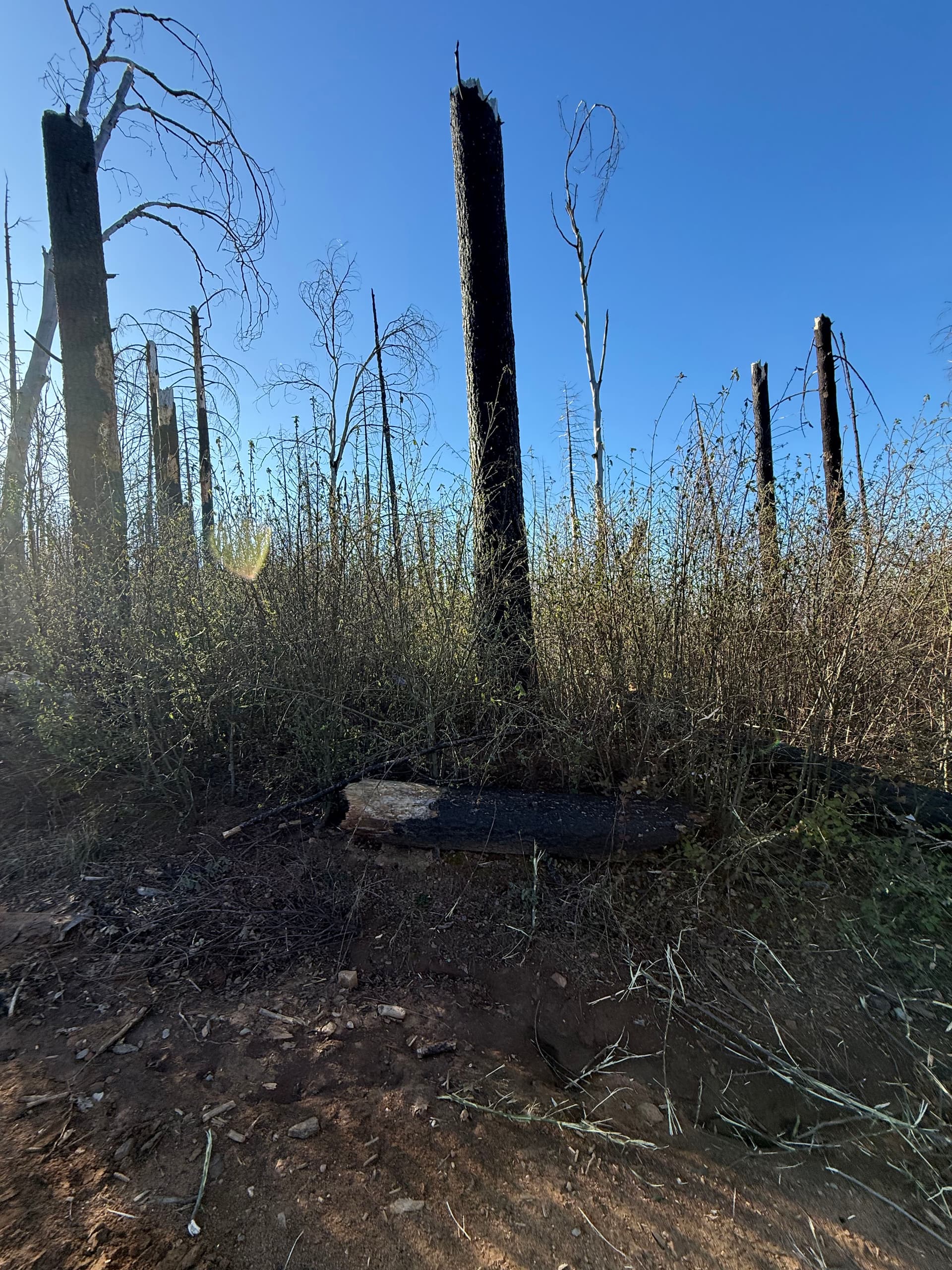Efficient Land Clearing Post-Bear Fire in Berry Creek