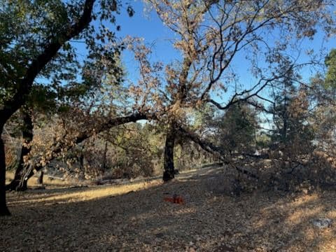 Road Safety and Fire Abatement in Oroville