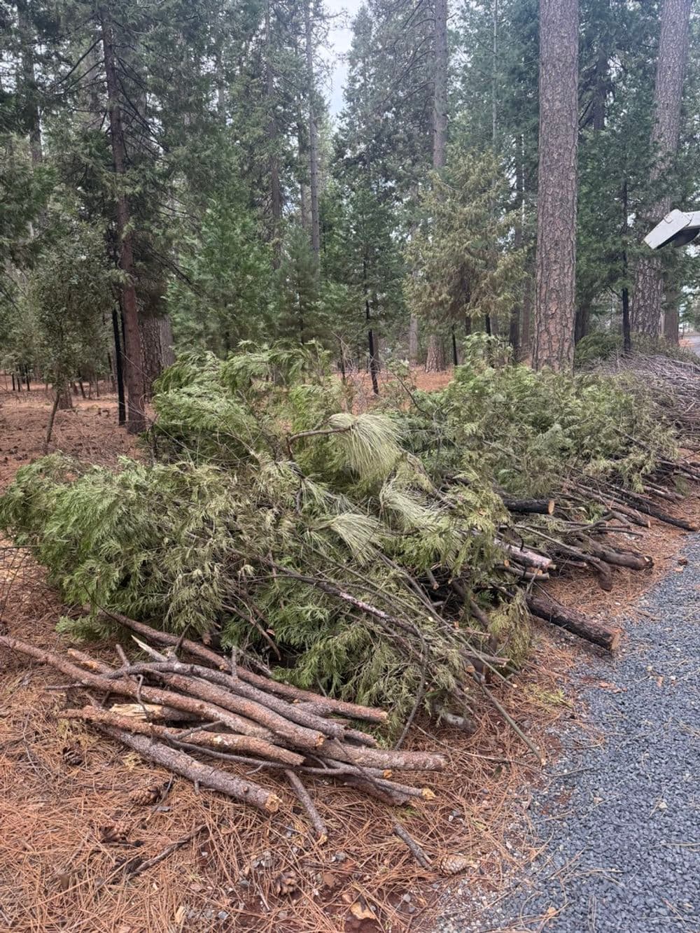Project Free Defensible Space Chipping Through Butte County Fire Safe Council image